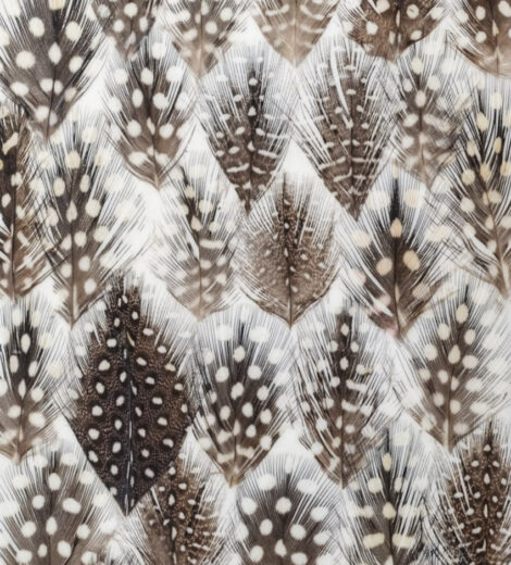 Bird Feather